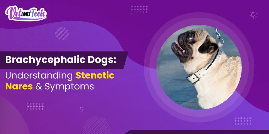 Brachycephalic Dogs: Stenotic Nares, Symptoms and More!