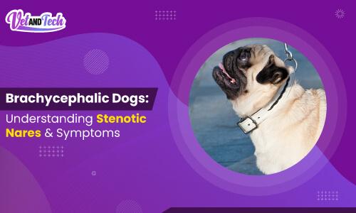 Brachycephalic Dogs: Stenotic Nares, Symptoms and More!