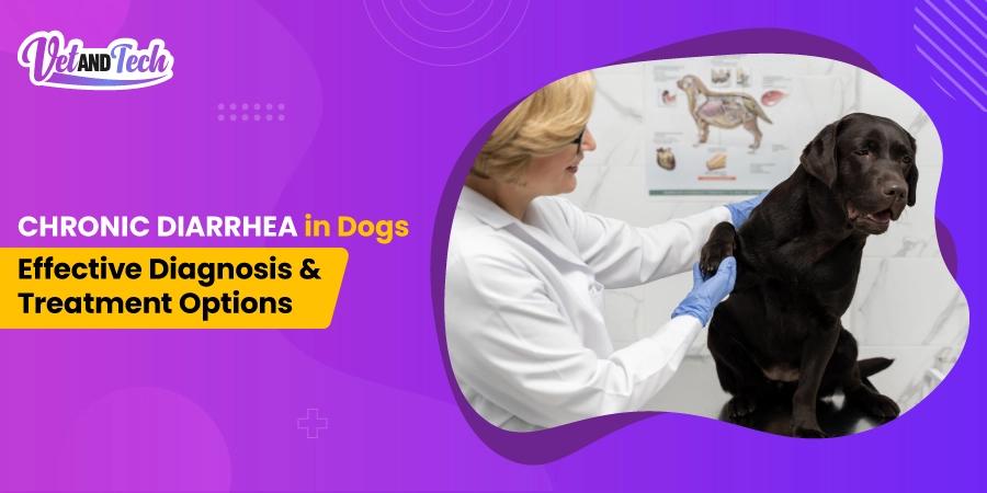 Chronic Diarrhea in Dogs - Effective Diagnosis and Treatment Options