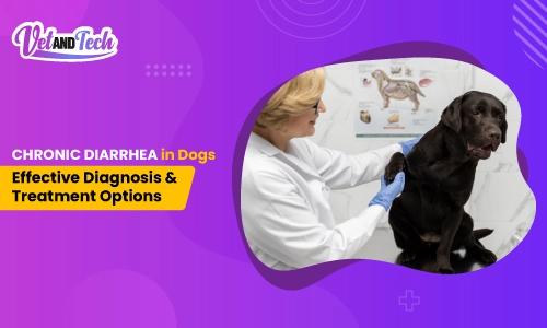 Chronic Diarrhea in Dogs - Effective Diagnosis and Treatment Options