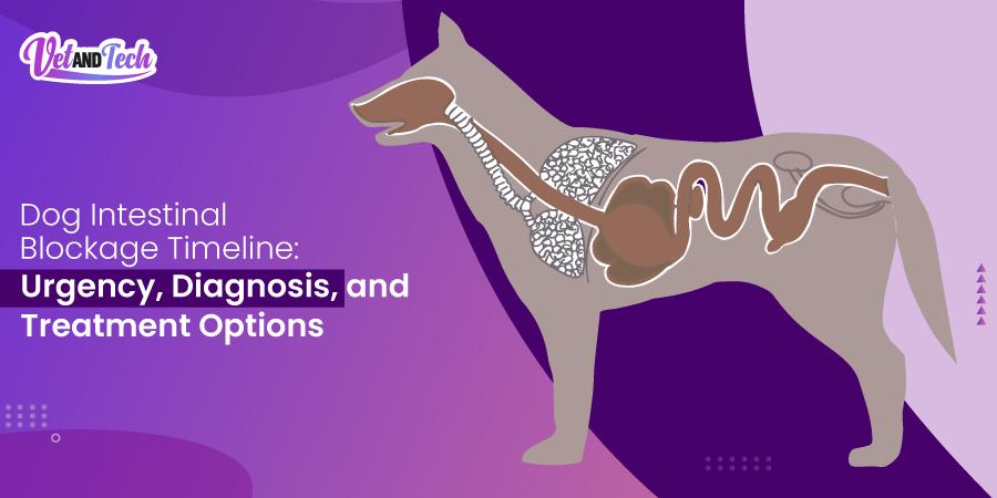 Dog Intestinal Blockage Timeline: Urgency, Diagnosis, and Treatment Options