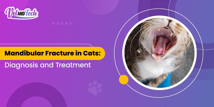 How To Treat Mandibular Fracture In Cat