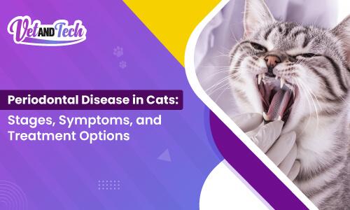 Periodontal Disease in Cats: Stages, Symptoms, and Treatment Options