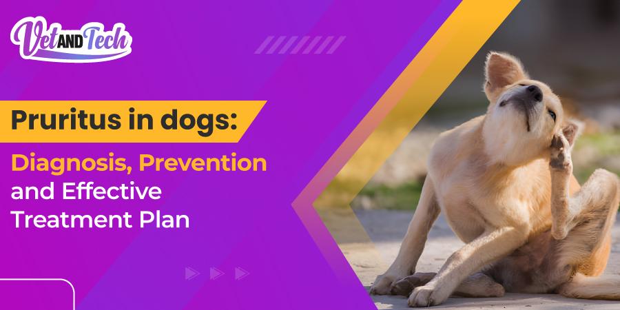 Pruritus in dogs: Diagnosis, Prevention and Effective Treatment Plan