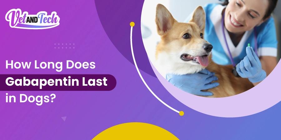 How Long Does Gabapentin Last in Dogs? A Veterinarian's Clinical Guide
