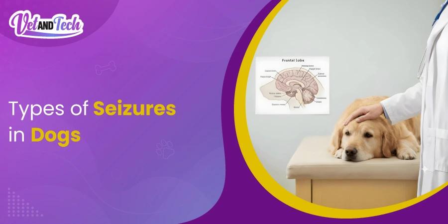 Types of Seizures in Dogs: Symptoms, Causes, and What They Mean