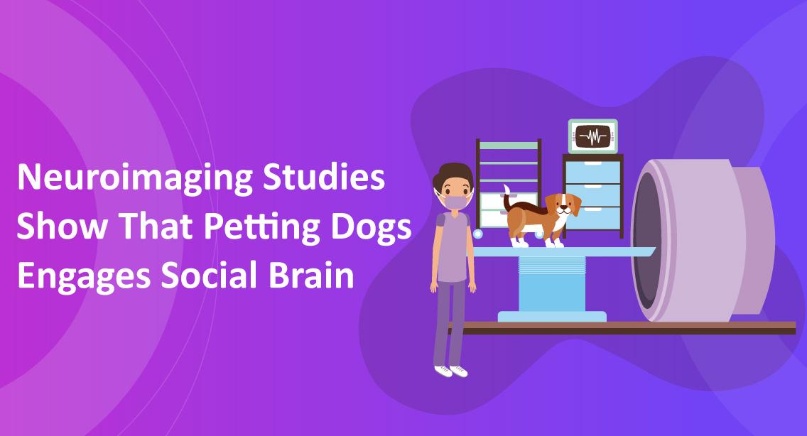 Neuroimaging Studies Show That Petting Dogs Engages Social Brain