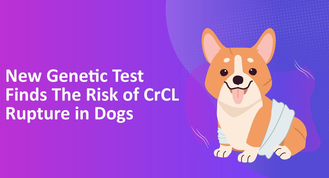 New Genetic Test Finds The Risk of CrCL Rupture in Dogs