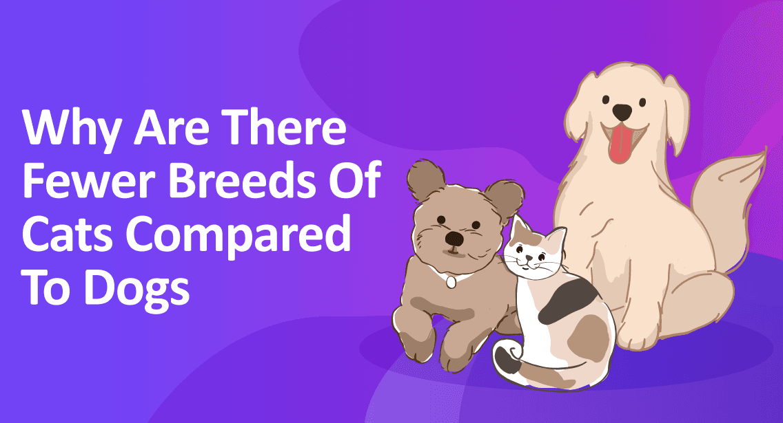 Why Are There Fewer Breeds of Cats Compared to Dogs