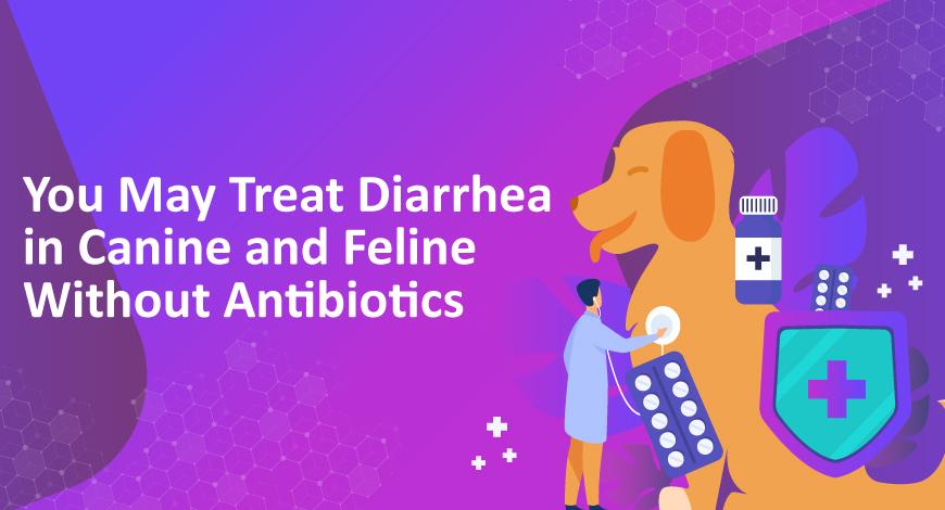 You May Treat Diarrhea in Canine and Feline Without Antibiotics