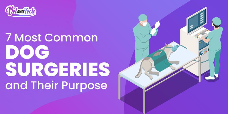 7 Most Common Dog Surgeries and Their Purpose