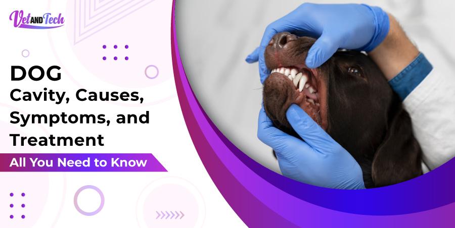 Dog Cavity, Causes, Symptoms, and Treatment All You Need to Know