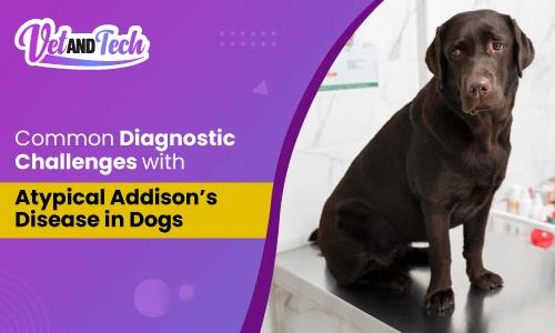 Common Diagnostic Challenges with Atypical Addison’s Disease in Dogs