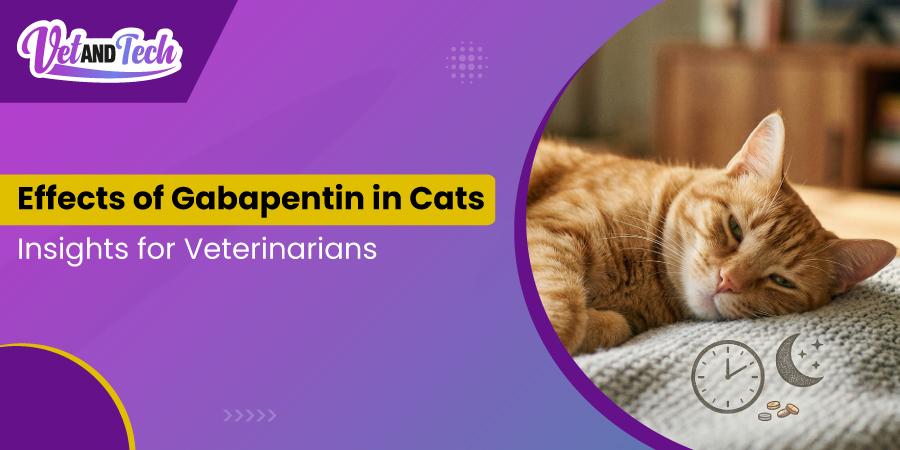 How Long Does Gabapentin Last in Cats? Insights for Veterinarians